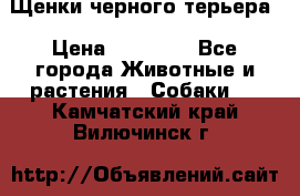 Щенки черного терьера › Цена ­ 35 000 - Все города Животные и растения » Собаки   . Камчатский край,Вилючинск г.